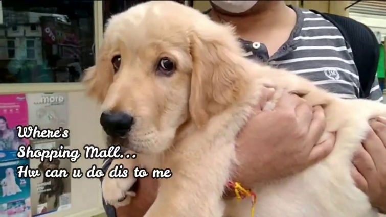 Golden Retriever Puppy Visiting to Vet | Puppy Visit to Vet | Puppy Vet Appointment