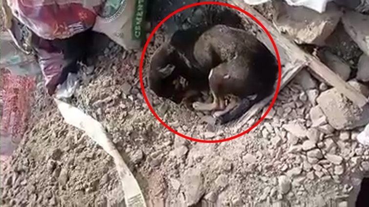 Rescue Poor Dog Suffering From The Violence, Puncture Eyes, Fear & Run Away From Brutal People