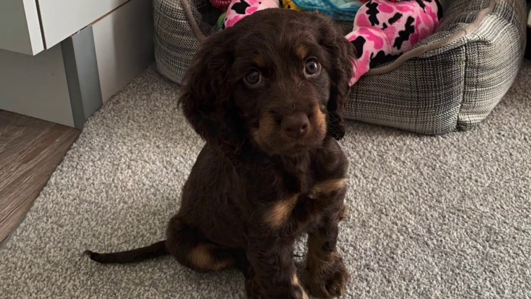 New Puppy Goes To The Vet Daily Puppy Vlog