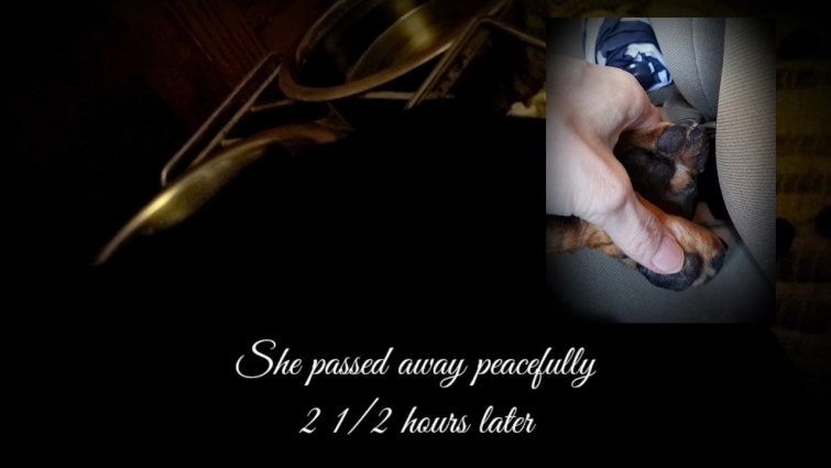 My Youngest Dachshund Passed Away Peacefully at Home with Me  – September 5, 2020 – #TRAILER (Pt 1)