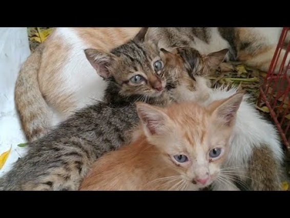 Mother Cat Licking And Feeding Orphan Kitten After Vet Visit || Mother Cat Accepted Abandoned kitten