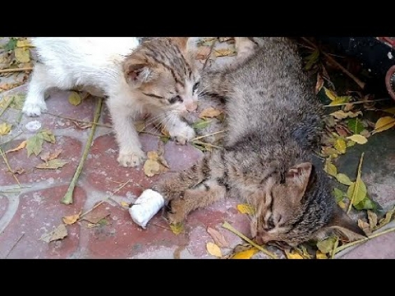 Cute Adorable Kitten Olive Asking To Her Brother After Vet Visit