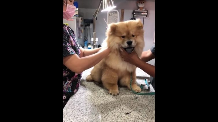 CHOW CHOW VISITS ITS VET | ZEE CHOW
