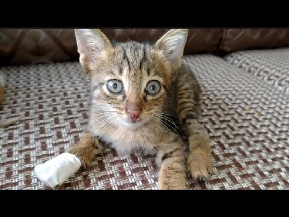 Abandoned Kitten Missing His Adopted Mother While He Is Away || Kitten Visit To Cat Hospital