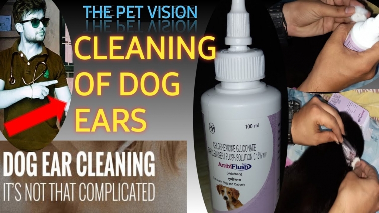 how to clean ear of dog ? / Ambiflush liquid / Prevents from ear infections / by Sahil Malik (vet.)
