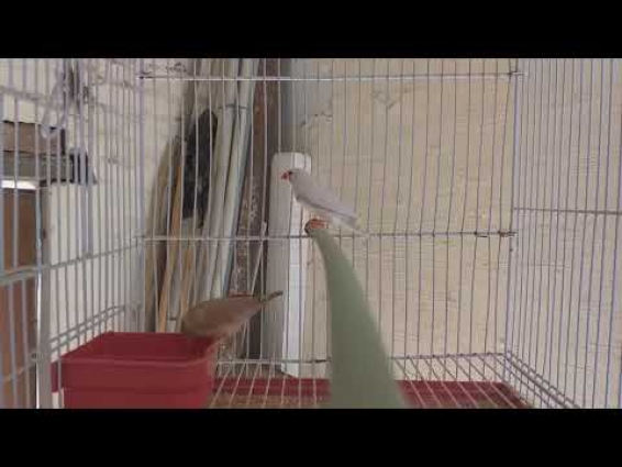 Best Finches & Sparrows Videos | Birds, Animals, Pet birds