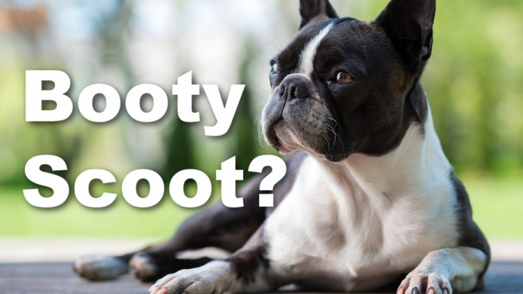 5 Reasons For Butt Scooting In Boston Terriers – Vet Explains