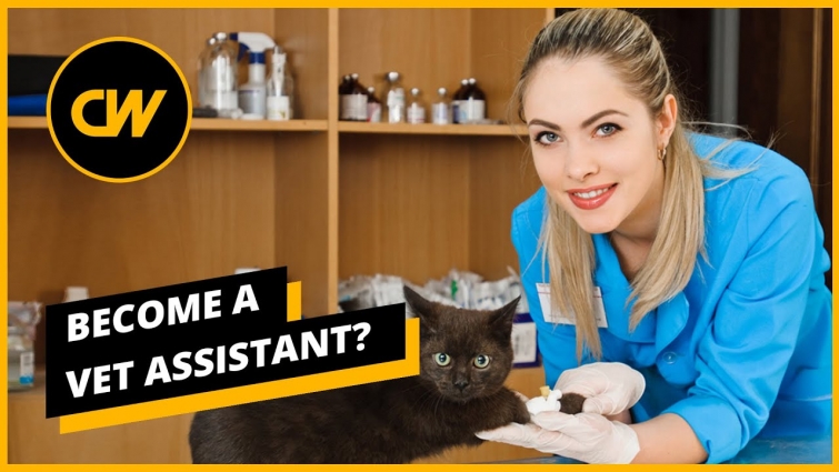 Become a Vet Assistant in 2020? Salaries, Jobs, and Forecasts