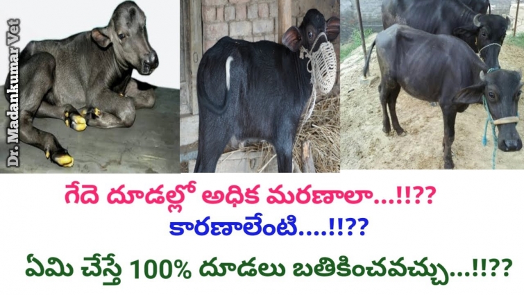 Buffalo Calf Mortality its Prevention and Cure in Telugu | Dr. Madankumar Vet