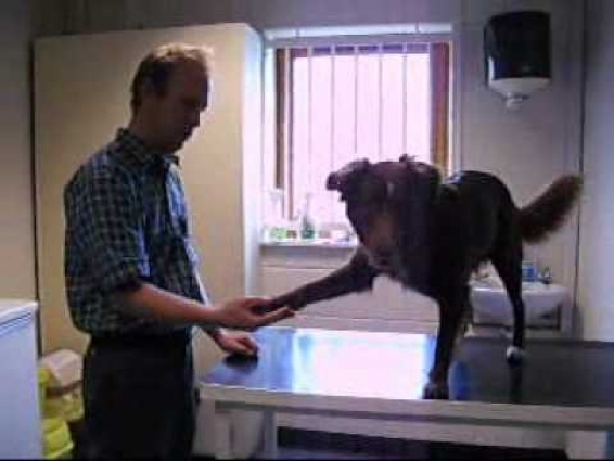 Working through Inca's fear of the Vet- 4th session