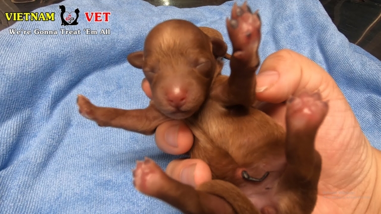 Cutest baby puppies take their first mechical checking after 1 weeks old