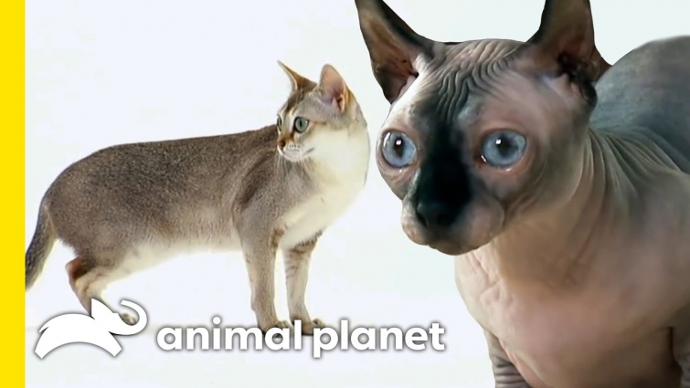 Top 3 Cat Facts You Absolutely Need To Know! | Cats 101