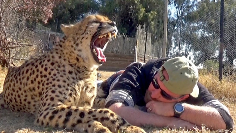 Gabriel The Cheetah Recovery Day From The Vet | Big Cat Awakens & Gives Account Of Experience Part 2