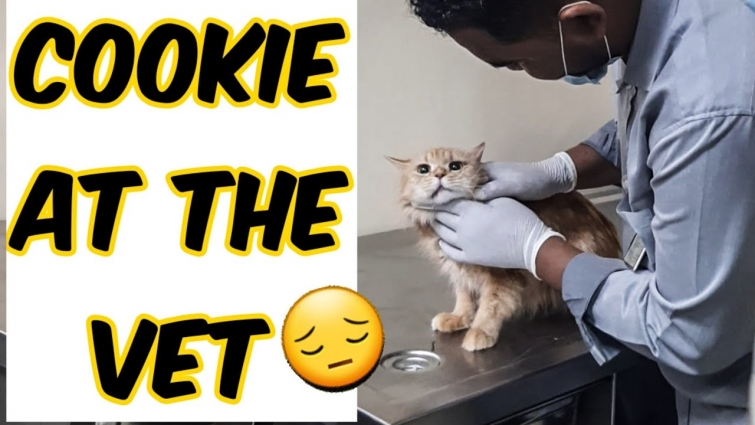 Taking our kitty to the vet / A Day with my cat Cookie at the Vet!!