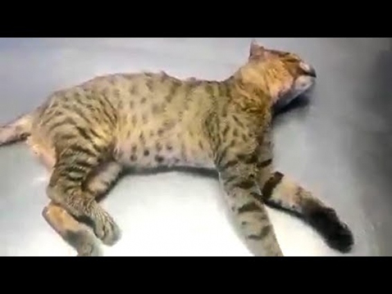 Animal Rescue: Abandoned sick Cat Taken To The Vet And Adopted