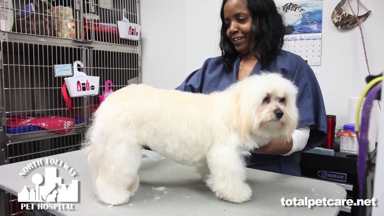 Veterinarian Dr. Maxwell at North Tollway Pet Hospital near Plano, TX