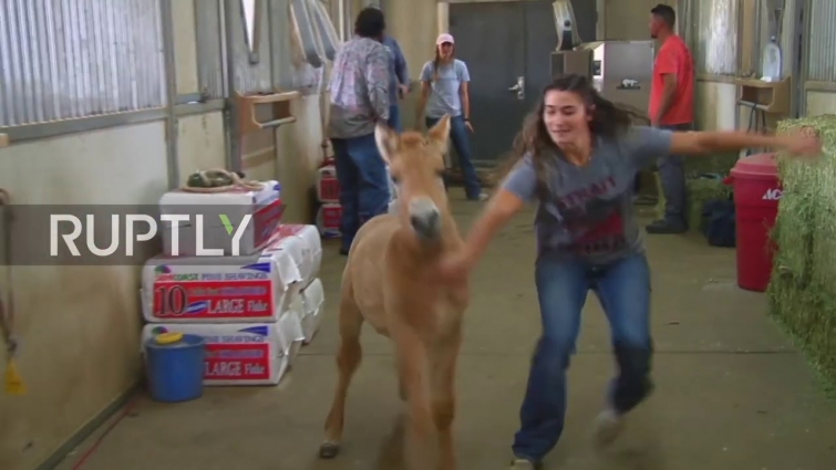 USA: Birth of cloned horse shines hope on future of endangered equines