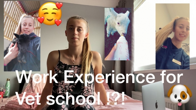 Work experience for vet school 🐶 My top tips and experiences