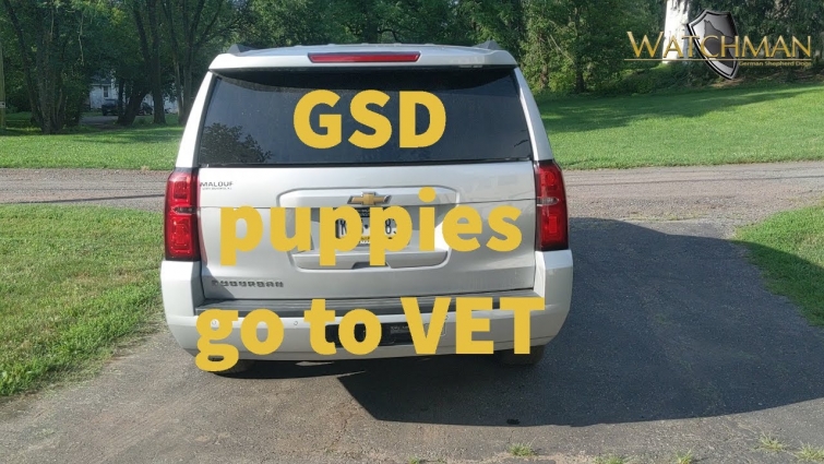 German Shepherd Puppies go to the VET