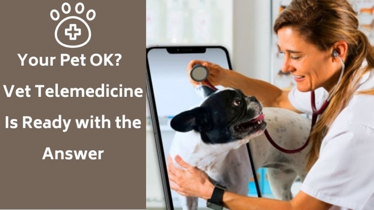 Your Pet OK?  Vet Telemedicine Is Ready with the Answer