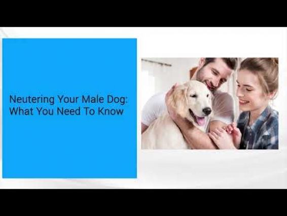 Neutering Your Male Dog What You Need To Know