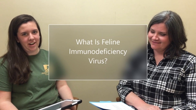 Q & A With A Veterinarian: Feline Immunodeficiency Virus