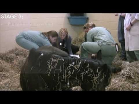 Foaling How To's  Monitoring Foaling (2 of 2 "Foaling How-To's" videos)