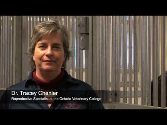 Foaling How-To's – Predicting Foaling (1 of 2 "Foaling How-To's" videos)