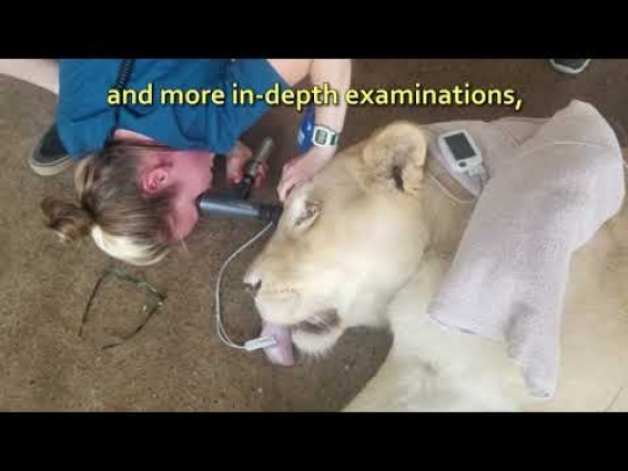 A Vet Visit for the Big Cats