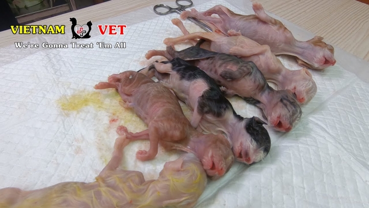 Saving 6 newborn baby kittens and their mommy cat after 3 hours