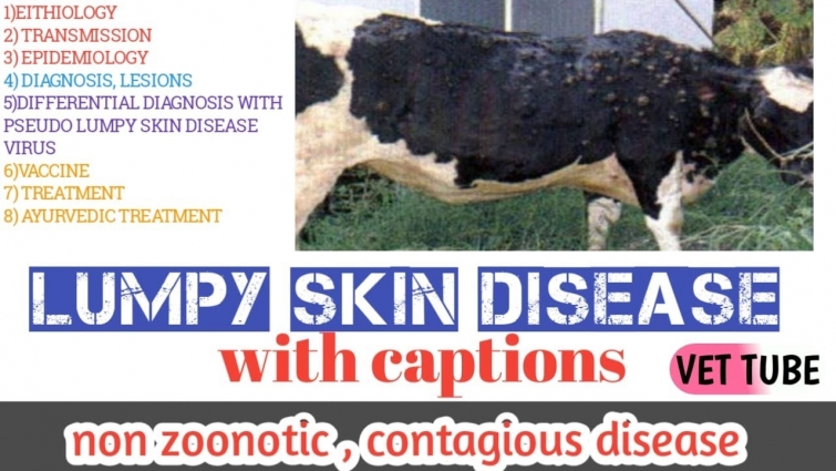 lumpy skin disease | treatment for lumpy skin disease in cattle veterinarypathology|devafactsvettube