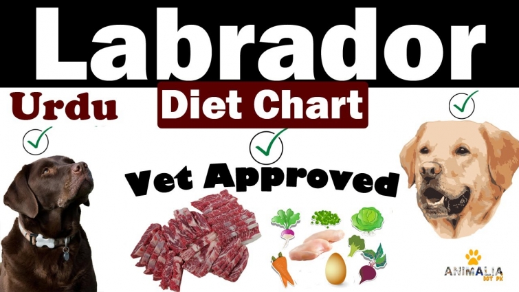Labrador Diet Plan|| Puppy to Adult || Vet Furqan Younas