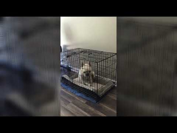 French Bulldog Confused after a Trip to the Vet