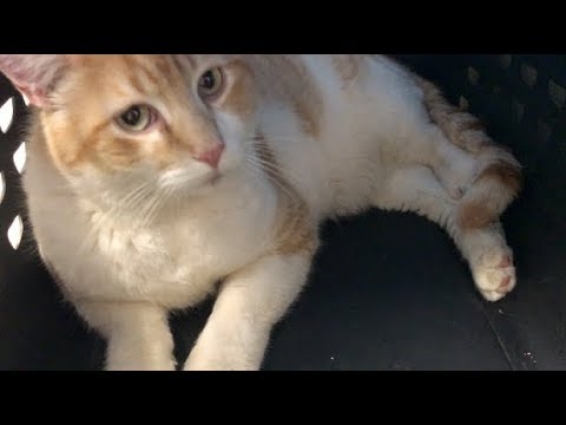 Dylan Goes to the Veterinarian (Adrienne Floreen's Cats, 2018)