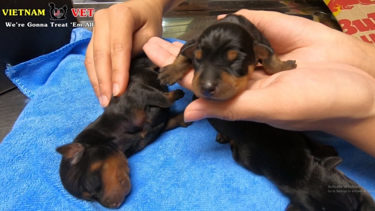 Cutest baby puppy howling loudly at the first time meeting veterinarian