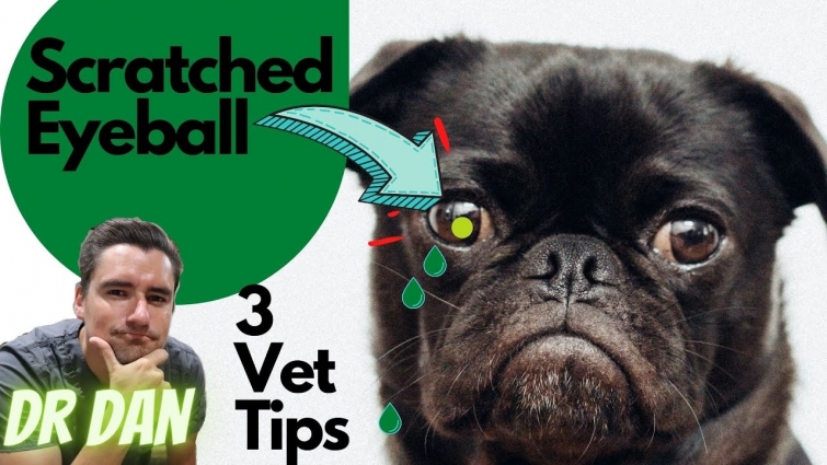 3 Vet Tips for Scratched dog eye!! (Corneal Ulcer)