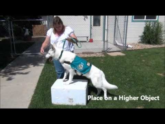 Place Command Video – Full Circle Veterinary Care