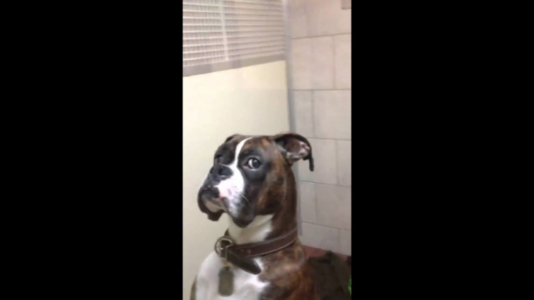 Dog at the vet giving you this look…