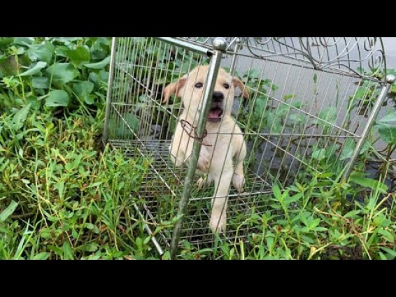 Rescue Poor Puppy was Abandoned in Cage and Left in Water Edge