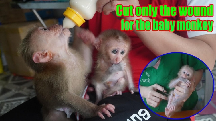 Dad and sister Rosi took the baby monkey Rocky to the vet medical center to cut the thread