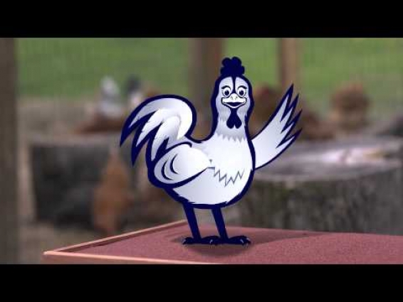 Know your Birds
