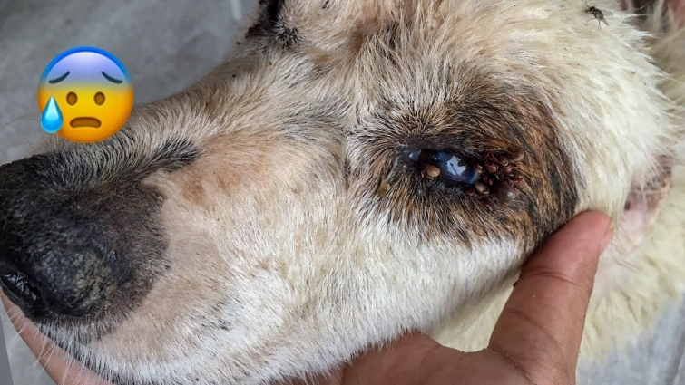 Bunch Of Ticks Around His Eyes, Tons Of Ticks In His Paws And Body