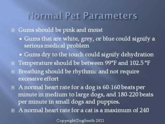 A FREE Pet First Aid Responder Video for Pet Owners & Pet Professionals