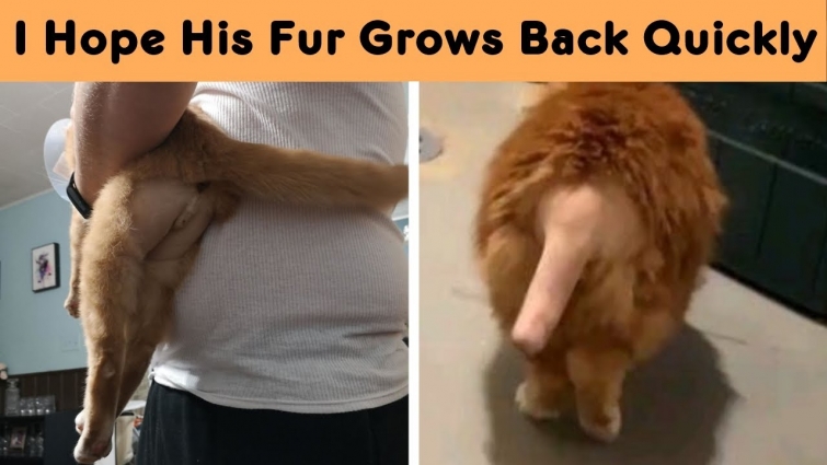 Pics Of Cats That Got Funny Haircuts At The Vet For Surgery