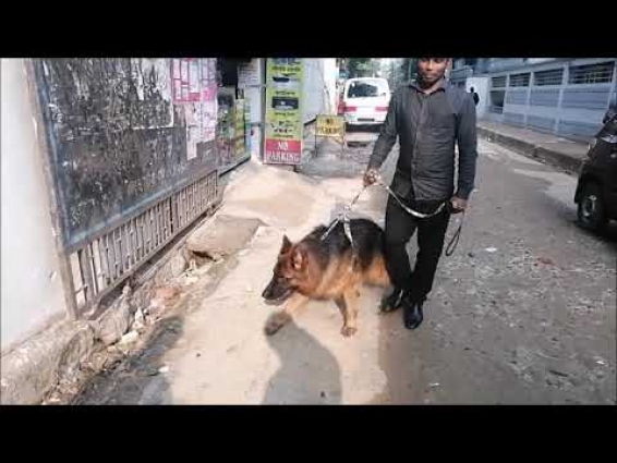 German Shepherd Dog : Veterinary Clinic in Dhaka City @ Dr. Sagir's Pet Clinic 01912251312