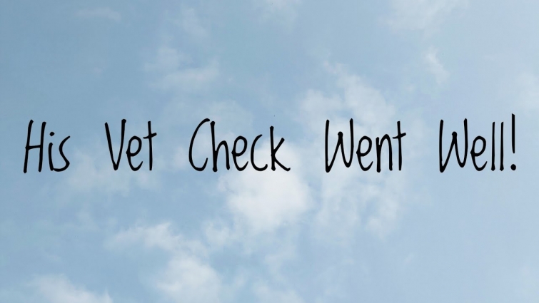 His Vet Check Went Well! | Van Life UK