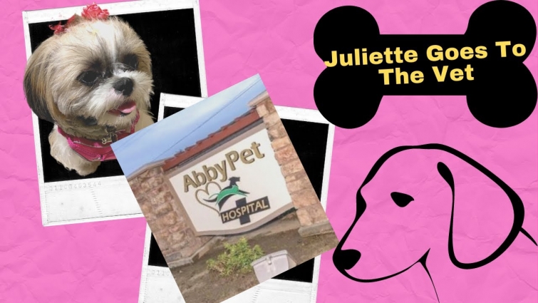 Juliette The Shih Tzu Goes To The Vet – Shih Tzu Puppy Gets Bordetella Vaccine – Abby’s Pet Hospital