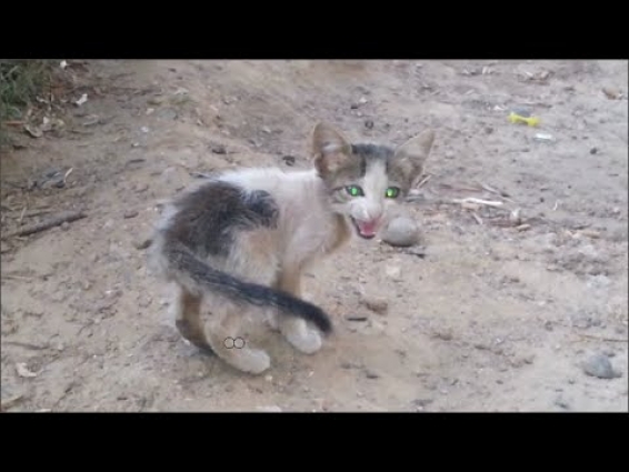 A lost kitten starving and asks for help