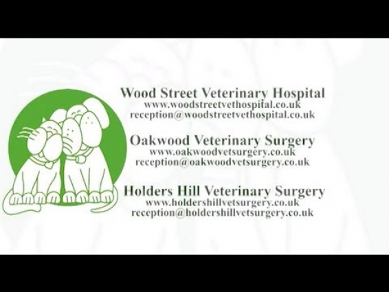 Welcome to Wood Street Veterinary Hospital