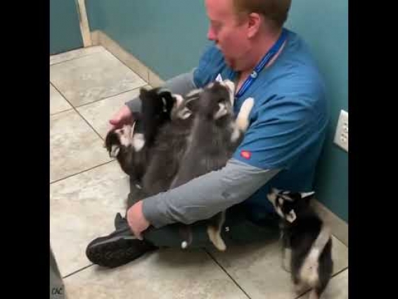 Vet Gets 'Viciously Attacked' By Adorable Pomsky Puppies